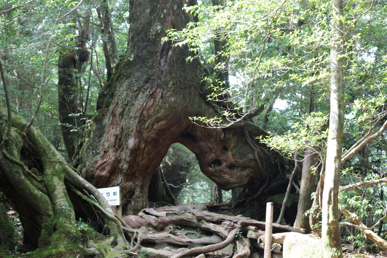 Cottage Yakusugi House Yakushima  Exterior foto