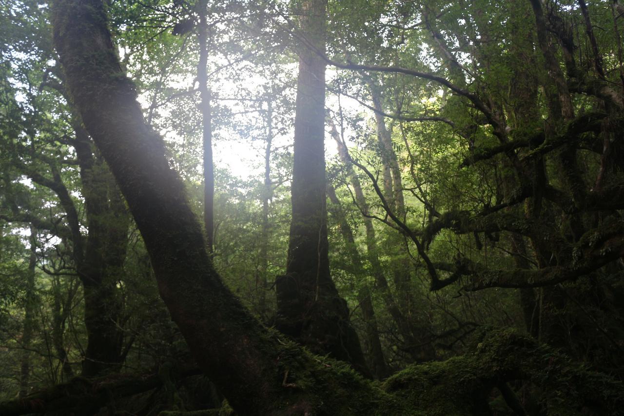 Cottage Yakusugi House Yakushima  Exterior foto